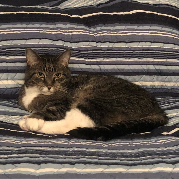 Meet your Posher, Ann marie - Picture 2 of 2